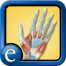 Icon: Clemente's Anatomy Flash Cards